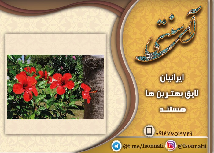 اطلاعات خرید و فروش گل ختمی چینی در ایران